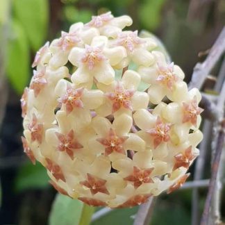 fusco Marginata (Hoya) / Phyto Cer. (Random)