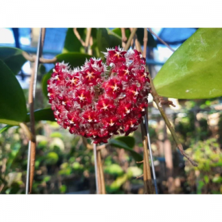 Mindorensis Red (Hoya) / Phyto Cer. (Random)