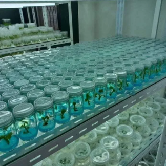 Tissue Culture Plants